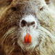 fur, fashion, ethical, invasive